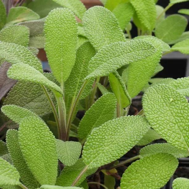 Common Green Sage Plants for Sale, UK Grown