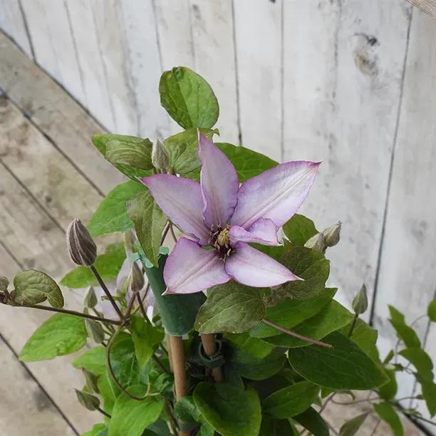 Samaritan Jo Clematis Flower
