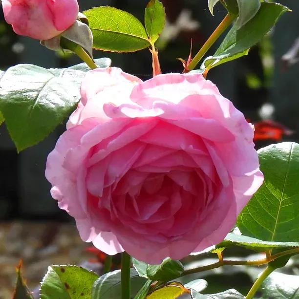  Sandringham Shrub Rose