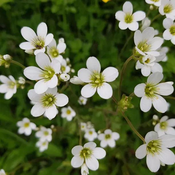 Alpino White Saxifrage (saxifraga plants for salesaxifraga white)