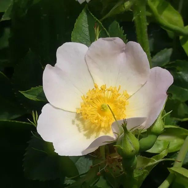 Scotch Roses - Grassroots Rose Nursery