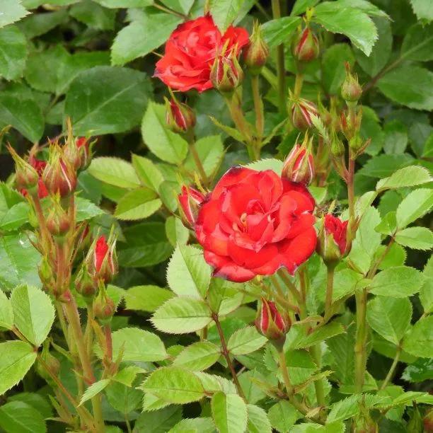 Scarlet Flower Carpet - Patio Shrub Rose