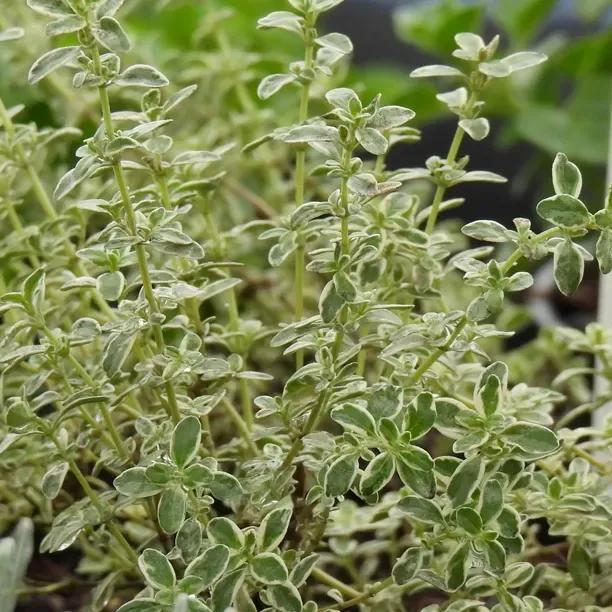 Silver Posie Thyme Plants (Thymus vulgaris Silver Posie)