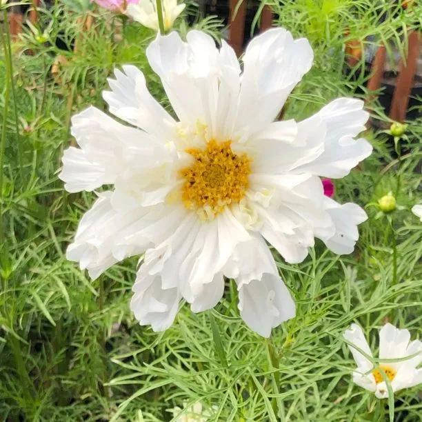 Double Click Snow Puff Cosmos Plants