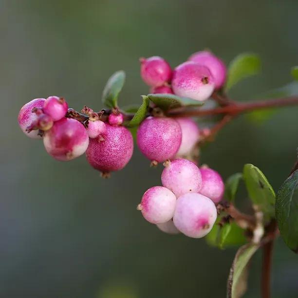 Pink Snowberry berries