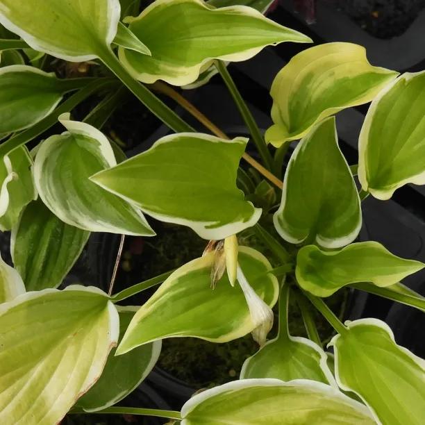 So Sweet Hosta