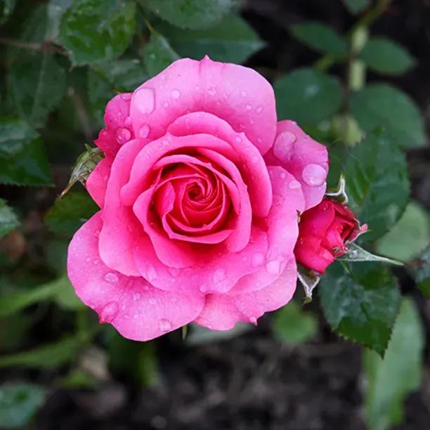 Pink Starlight Express Rose