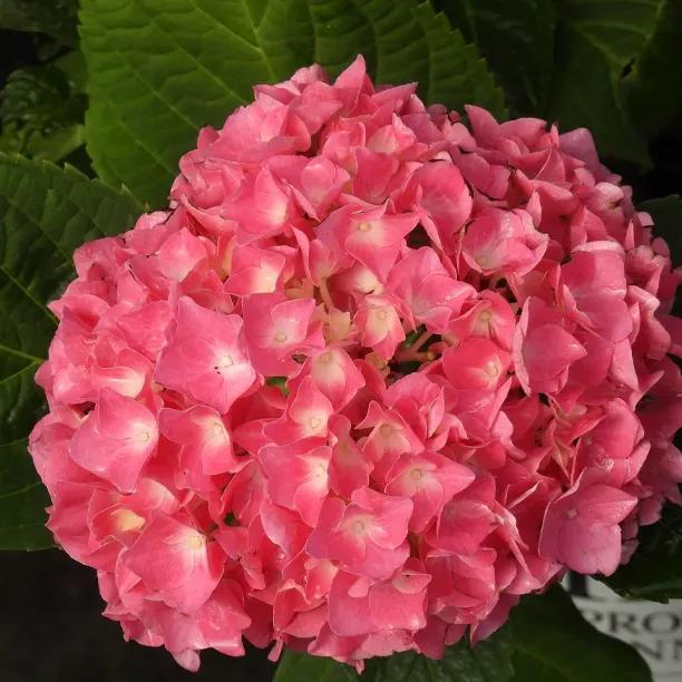 Flair and Flavours Sweet Cupcake Hydrangea Plants