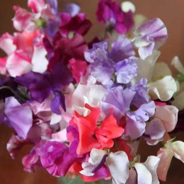 A Cottage Garden Sweet Pea Collection