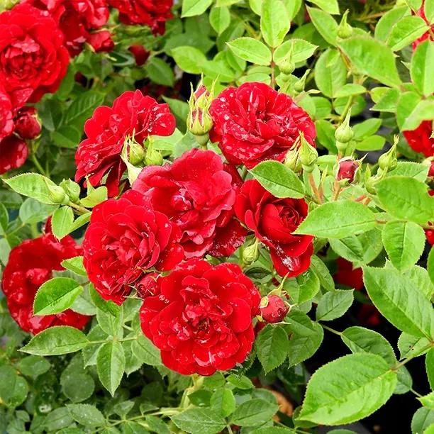 Sweet Wishes Rose Bush