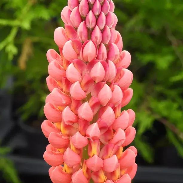 Tequila Flame Lupin Plants (Lupinus Tequila Flame West Country Range)