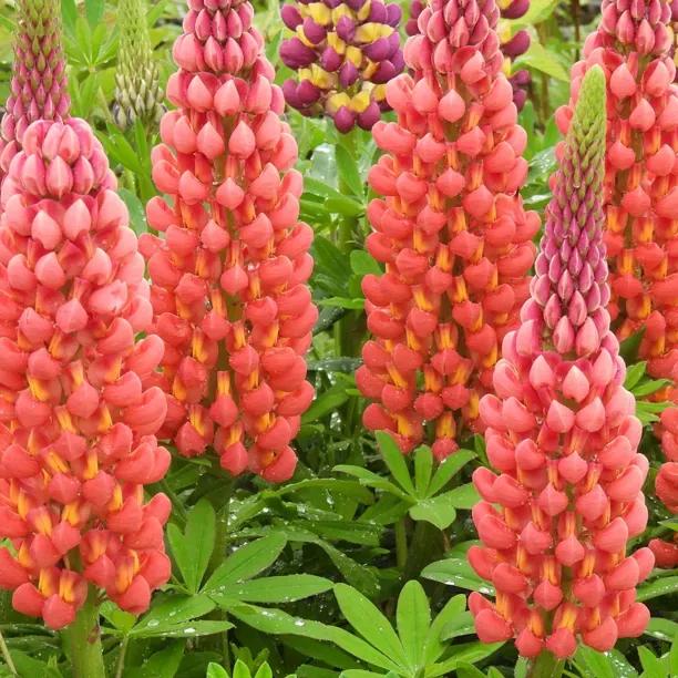 Towering Inferno Lupin Plants for Sale, UK Grown | Ashridge