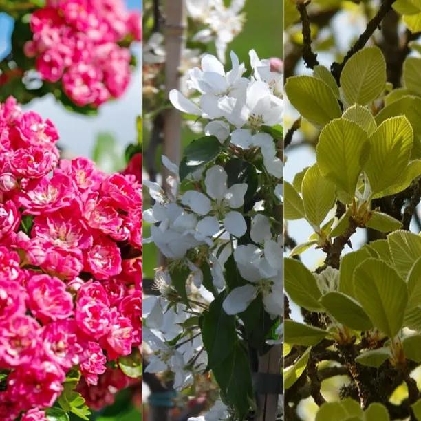 A Potted Tree Collection