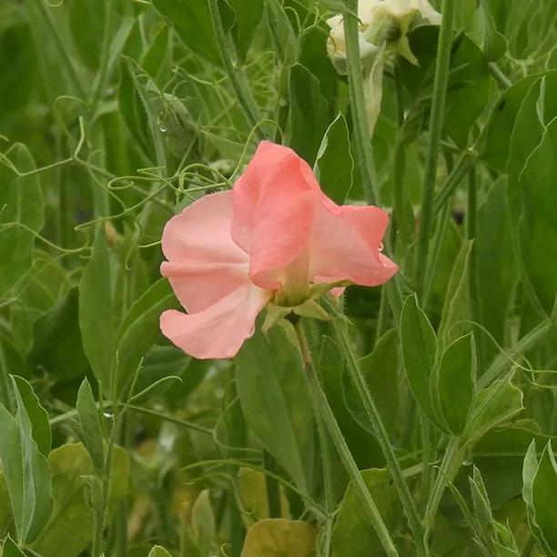 Valerie Harrod Sweet Pea Flower