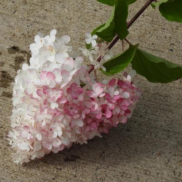 Vanille Fraise Hydrangea Plants