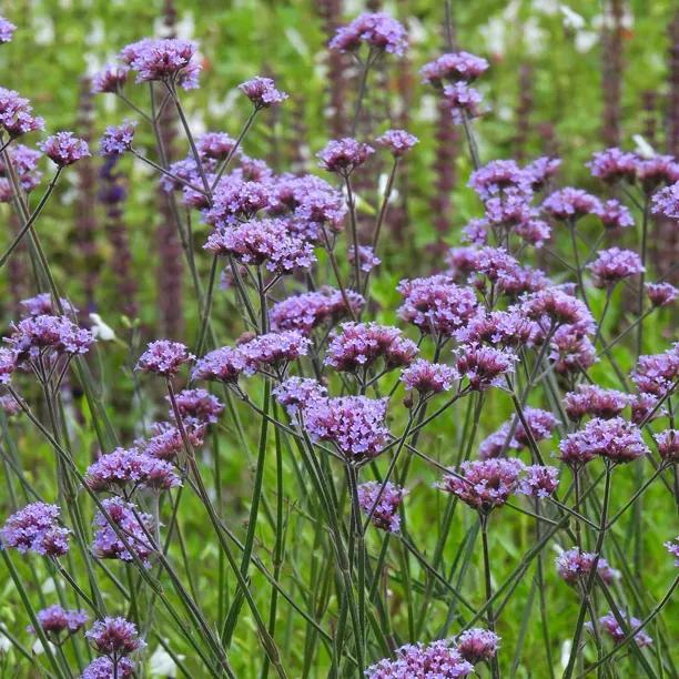 Purple Top Vervain Plants (Verbena bonariensis)