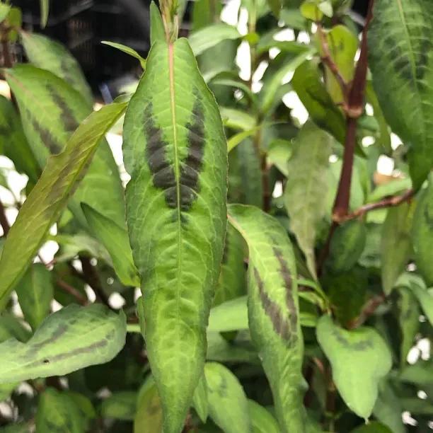Vietnamese Coriander (Persicaria odorata)