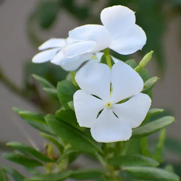 Vinca Alba - Small white periwinkle
