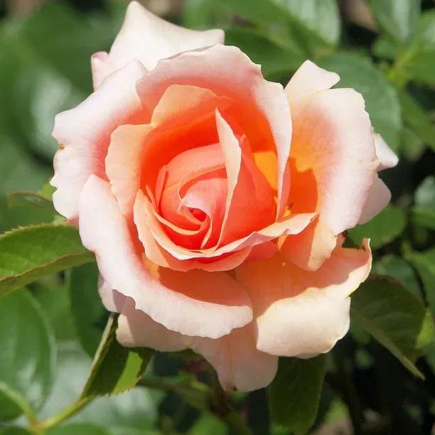 Warm Wishes Hybrid Tea Rose