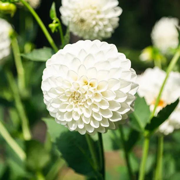 White Aster Dahlias