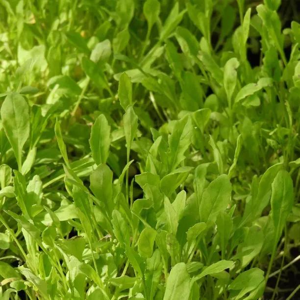 Wild Rocket, Arugula, Rucola Plants (Diplotaxis tenuifolia)
