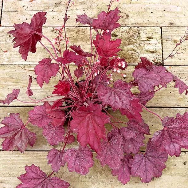 Wild Rose Heuchera Plants