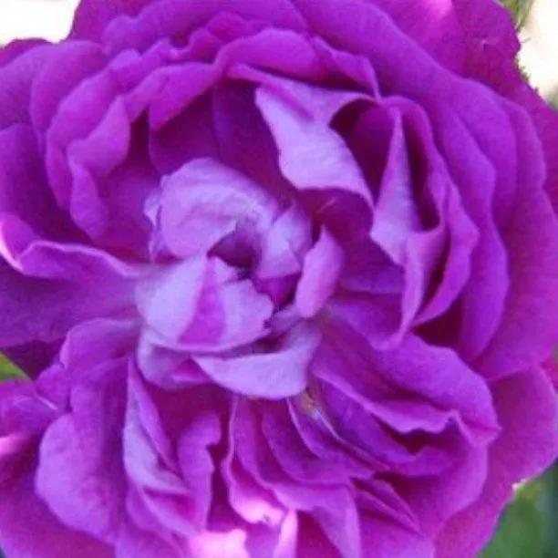 William Lobb - Old Shrub Rose