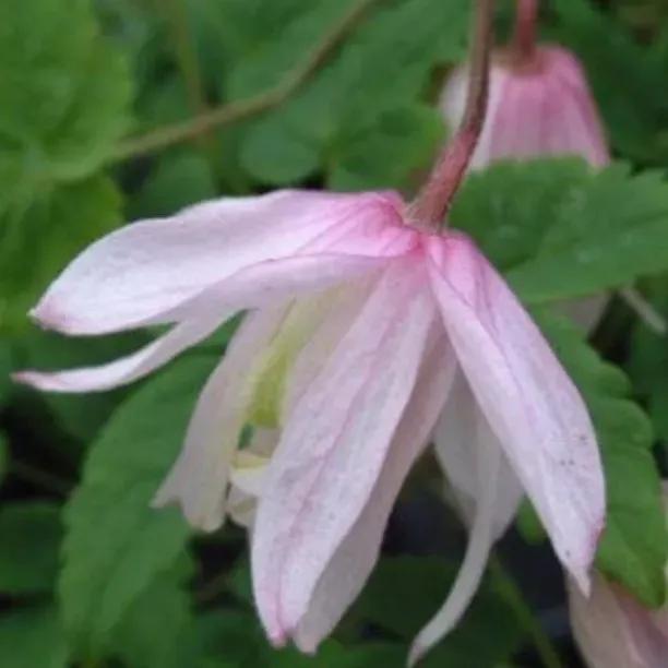 Willy Alpine Clematis Plants (Clematis alpina Willy)