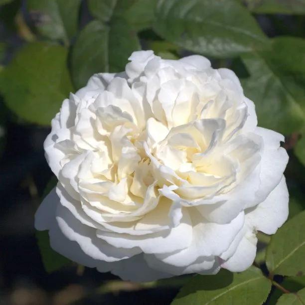 Rosa 'Winchester Cathedral' (Auscat┬«)