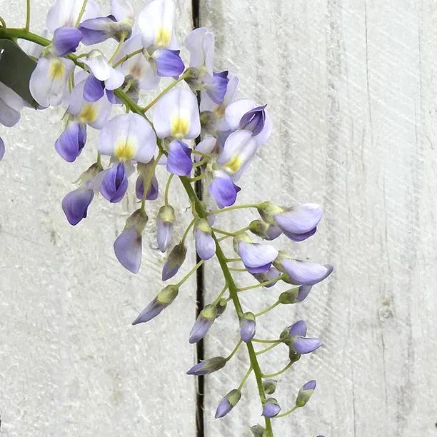Wisteria floribunda domino Japanese Flowers