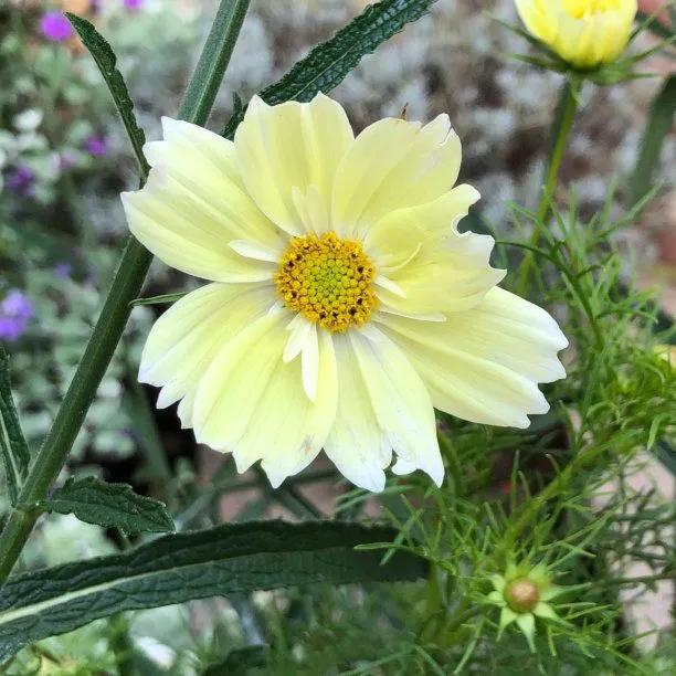 Xanthos Cosmos Seedling Plants