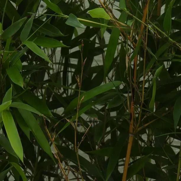 Yellow Groove Bamboo (Phyllostachys aureosulcata f. aureocaulis) 