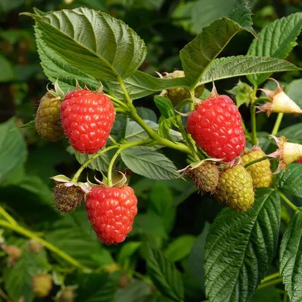 Yummy Raspberry Fruits