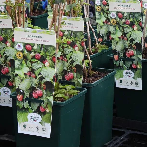 Yummy Raspberry Plants (Rubus ideaus Bonbonberry Yummy)