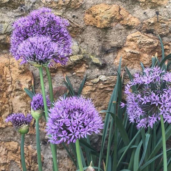 Aflatunense Allium Flowers