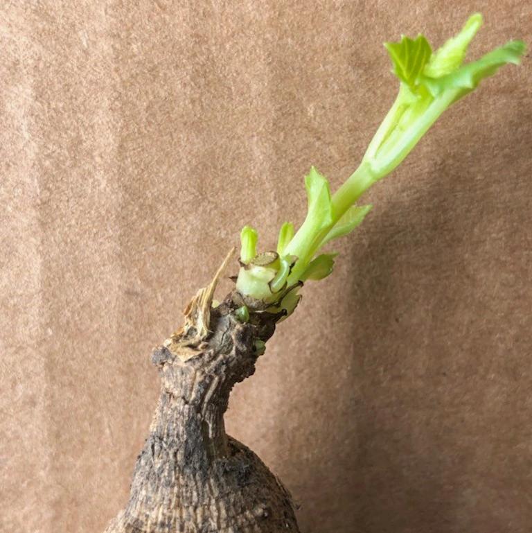 Dahlia Tuber sprouting again after losing a new shoot