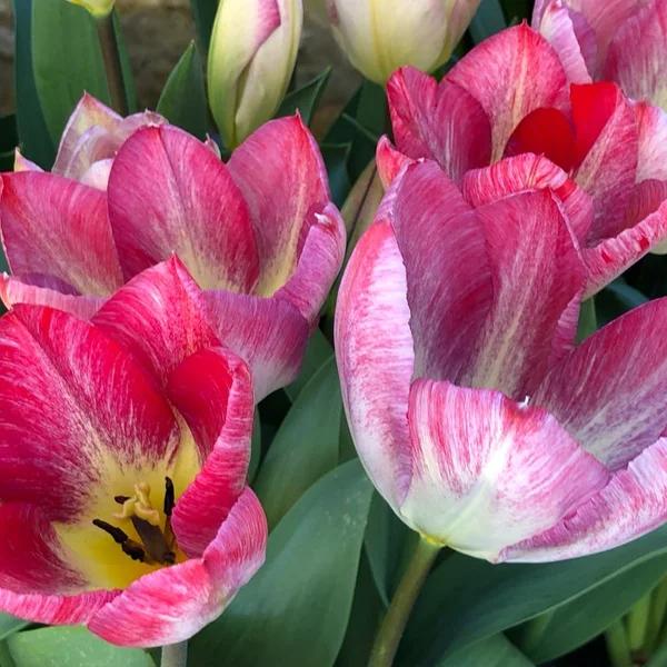 Flaming Purissima Tulips