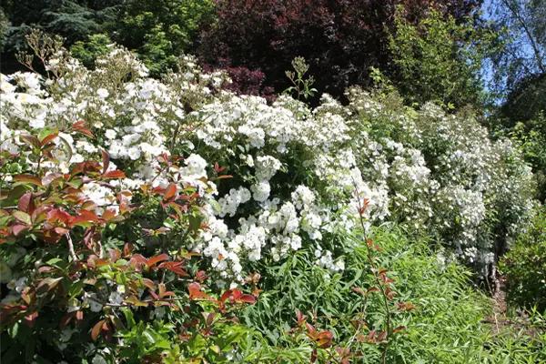 Rambling Rose - Rosa Rector in the Wild