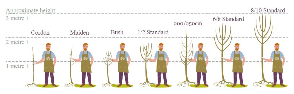 Tree Size Guide