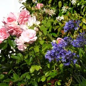 Nick's Summer Agapanthus and Roses