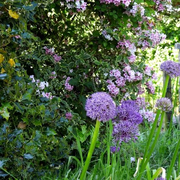 Allium Flowers in Summer