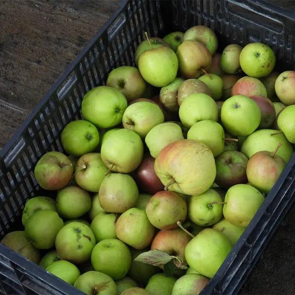 Apples in a crate