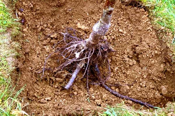 Planting Bareroot Tree Roots