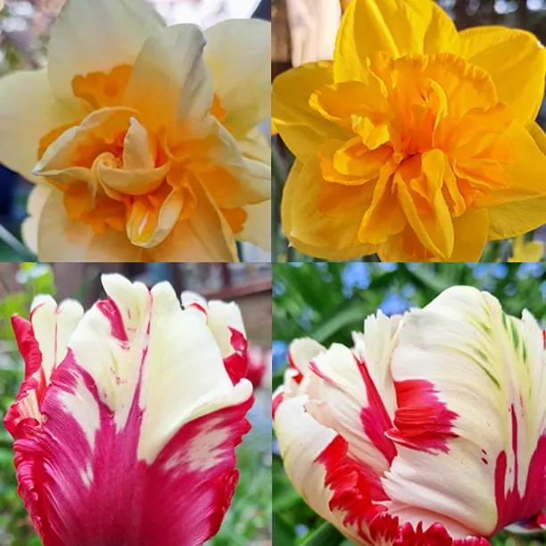 Beautiful Spring Bulbs