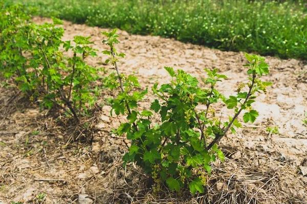 Blackcurrant Bush