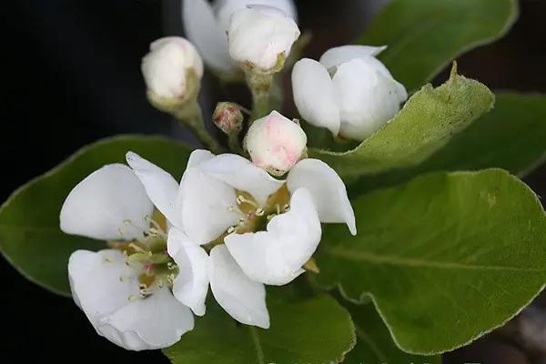 Blossom on Beth Pear Tree