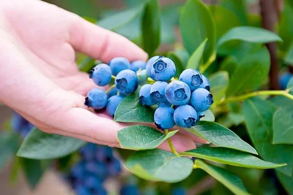 Blueberry Picking