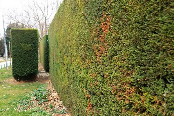 Mature Yew Hedge Starting to Bronze