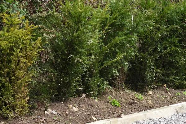 Bronzing & Yellowing Yew Hedge Plants (on the left)