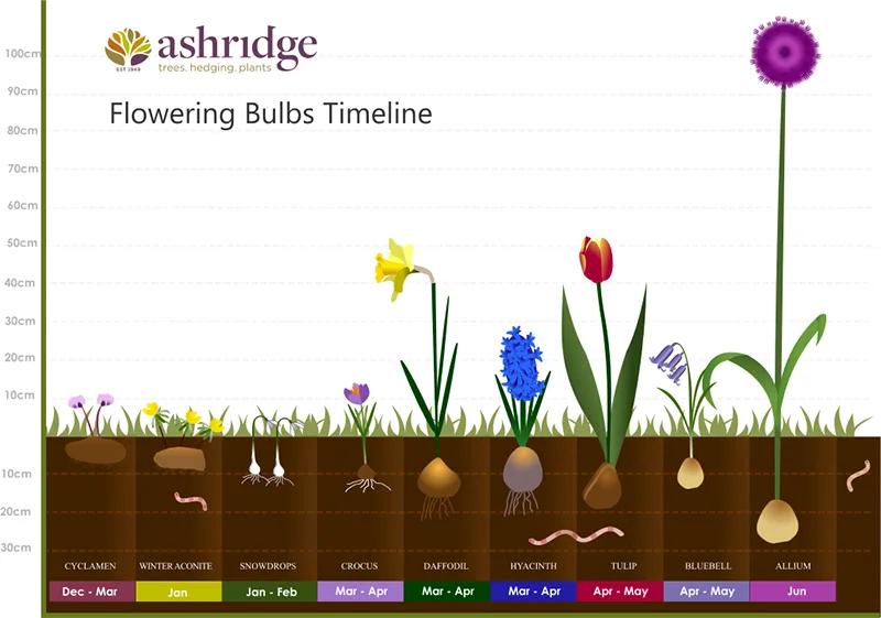 Bulb Planting Timeline